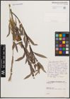 Foto von Salix elbursensis Boiss.